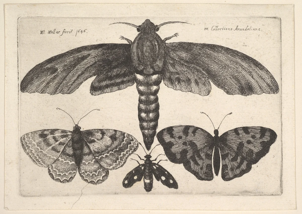 Moth and three butterflies by Wenceslaus Hollar, print, 1646