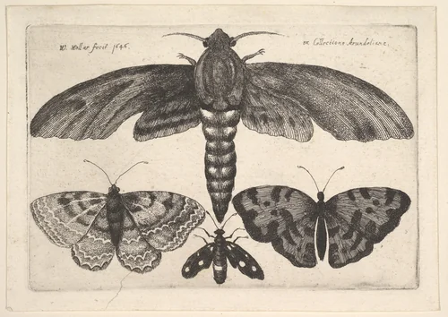 Moth and three butterflies by Wenceslaus Hollar, print, 1646