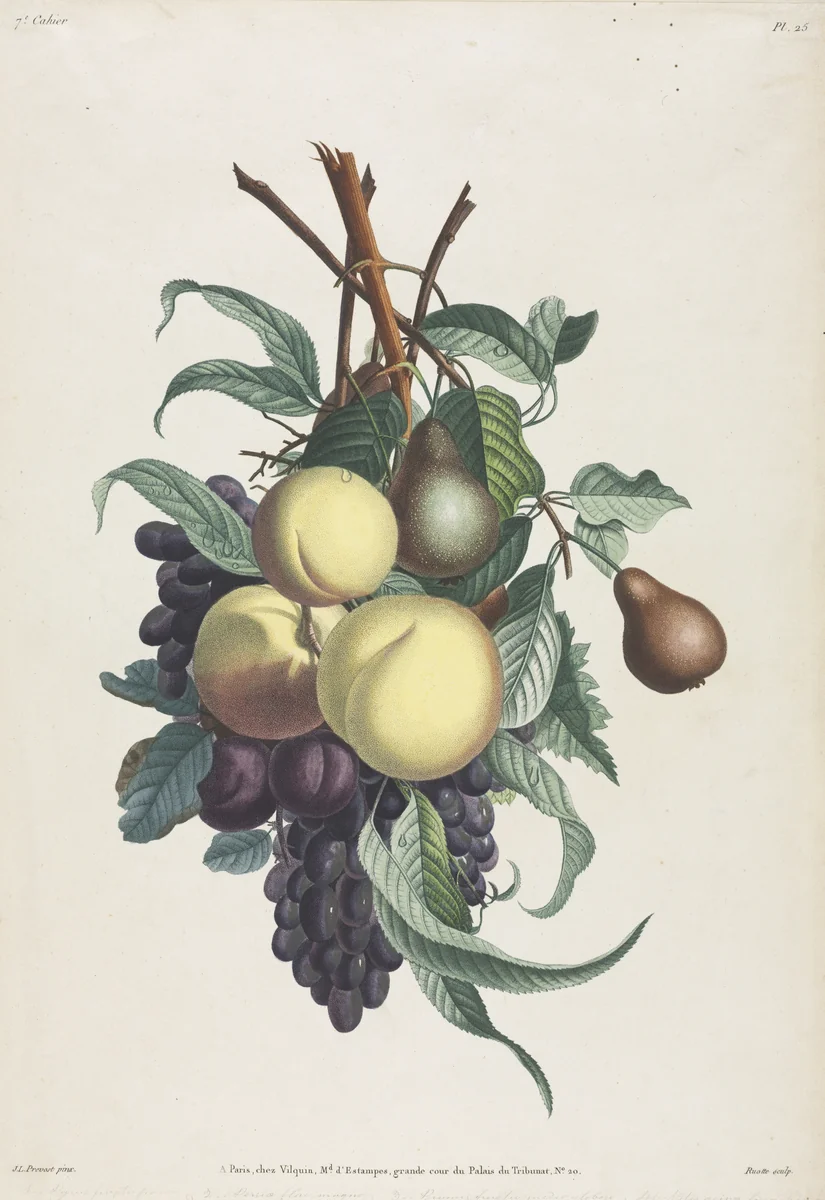 Collection des fleurs et des fruits: Branches de rousselet, pêche, prune et raisin by Jean Louis Prévost, print, 1805