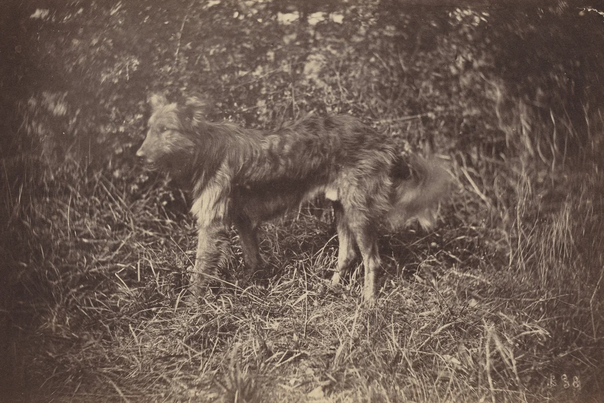 Study of a Dog by Auguste Giraudon, photograph, 1870
