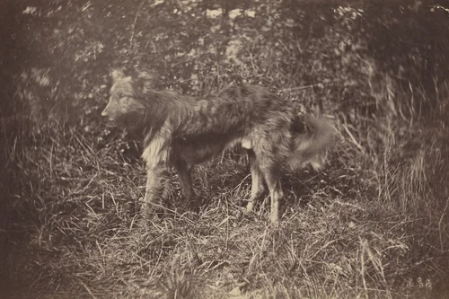 Study of a Dog by Auguste Giraudon, photograph, 1870