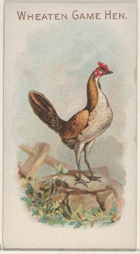 Wheaten Game Hen, from the Prize and Game Chickens series (N20) for Allen & Ginter Cigarettes by Allen & Ginter, print, 1891