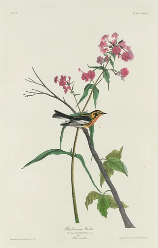 Blackburnian Warbler by Robert Havell, Jr.; John James Audubon, print, 1832