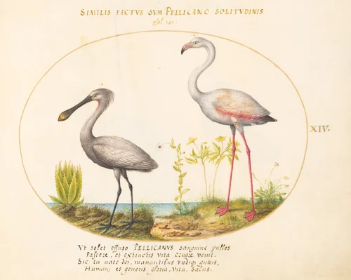 Plate 14: Spoonbill Crane and Flamingo by Joris Hoefnagel, drawing, 1570-1599