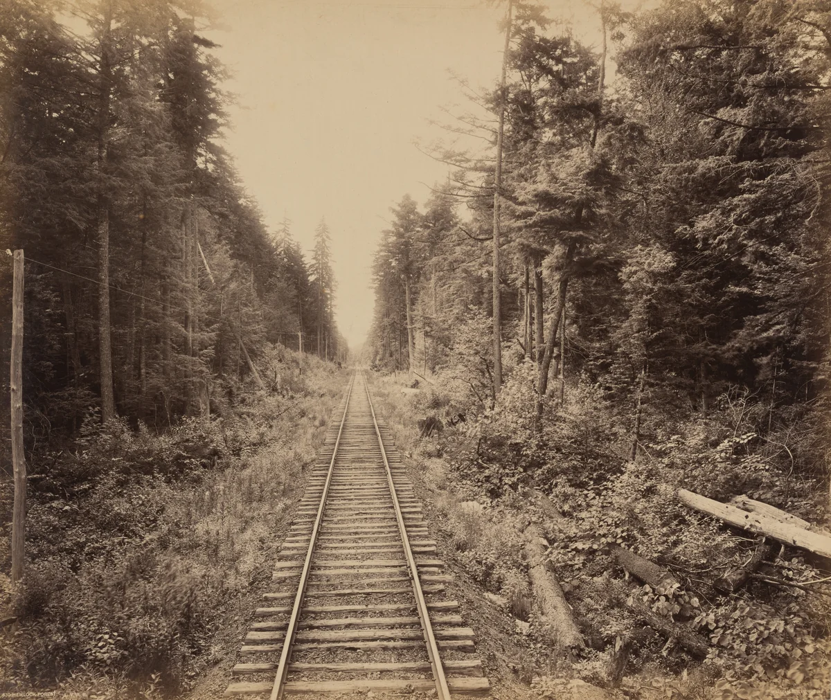 Hemlock Forest by William H. Rau, photograph, 1890-1900