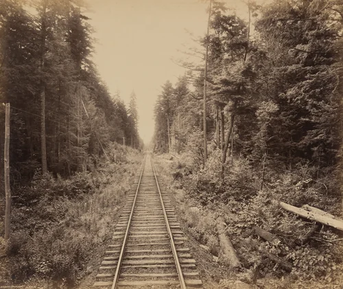 Hemlock Forest by William H. Rau, photograph, 1890-1900