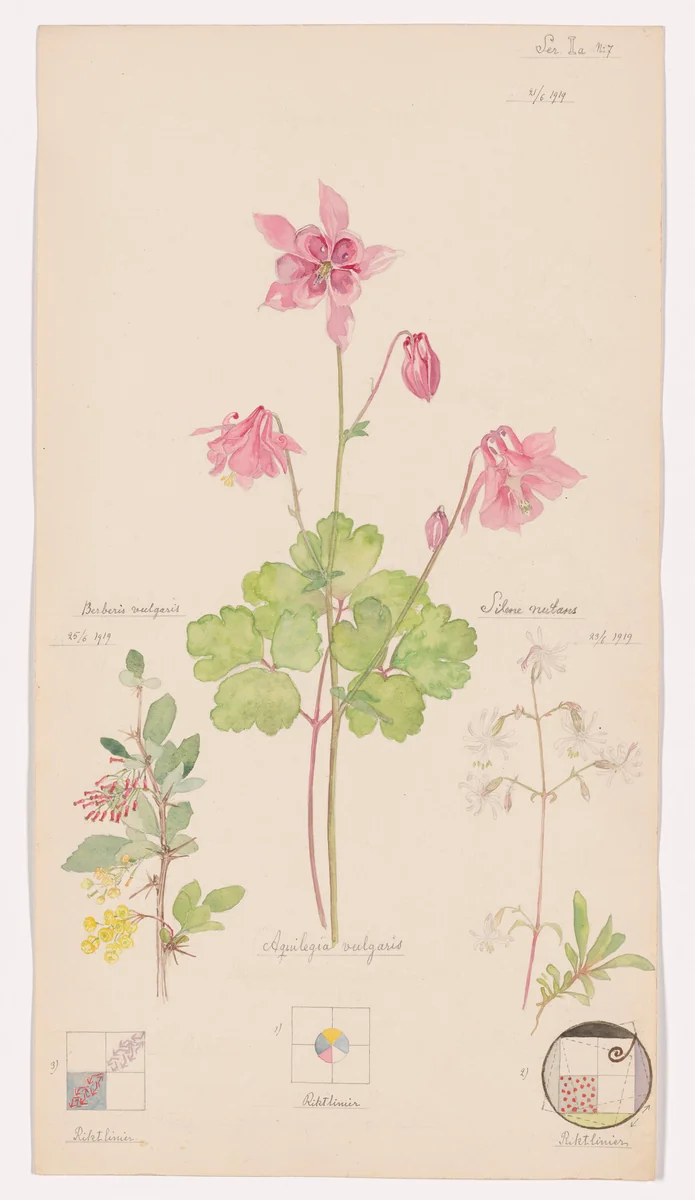 Aquilegia vulgaris (European Columbine), Silene nutans (Nottingham Catchfly), Berberis vulgaris (European Barberry). Sheet 16 from the portfolio Nature Studies by Hilma af Klint, drawing, 1919