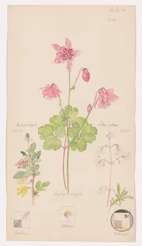 Aquilegia vulgaris (European Columbine), Silene nutans (Nottingham Catchfly), Berberis vulgaris (European Barberry). Sheet 16 from the portfolio Nature Studies by Hilma af Klint, drawing, 1919