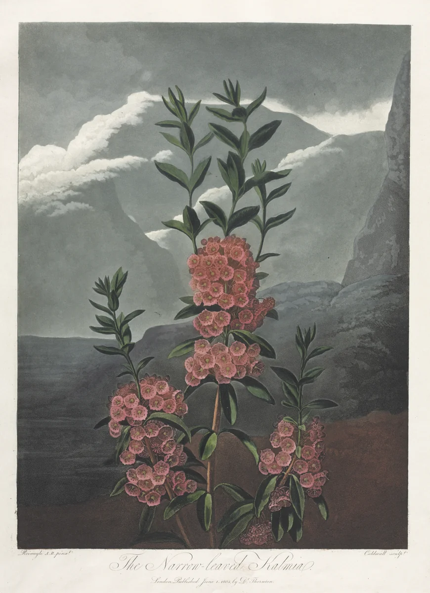 The Temple of Flora, or Garden of Nature: The Narrow-leaved Kalmia by Robert John Thornton, print, 1804