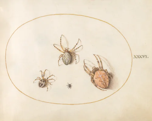 Plate 36: Three Large Spiders and One Small Spider by Joris Hoefnagel, drawing, 1570-1599