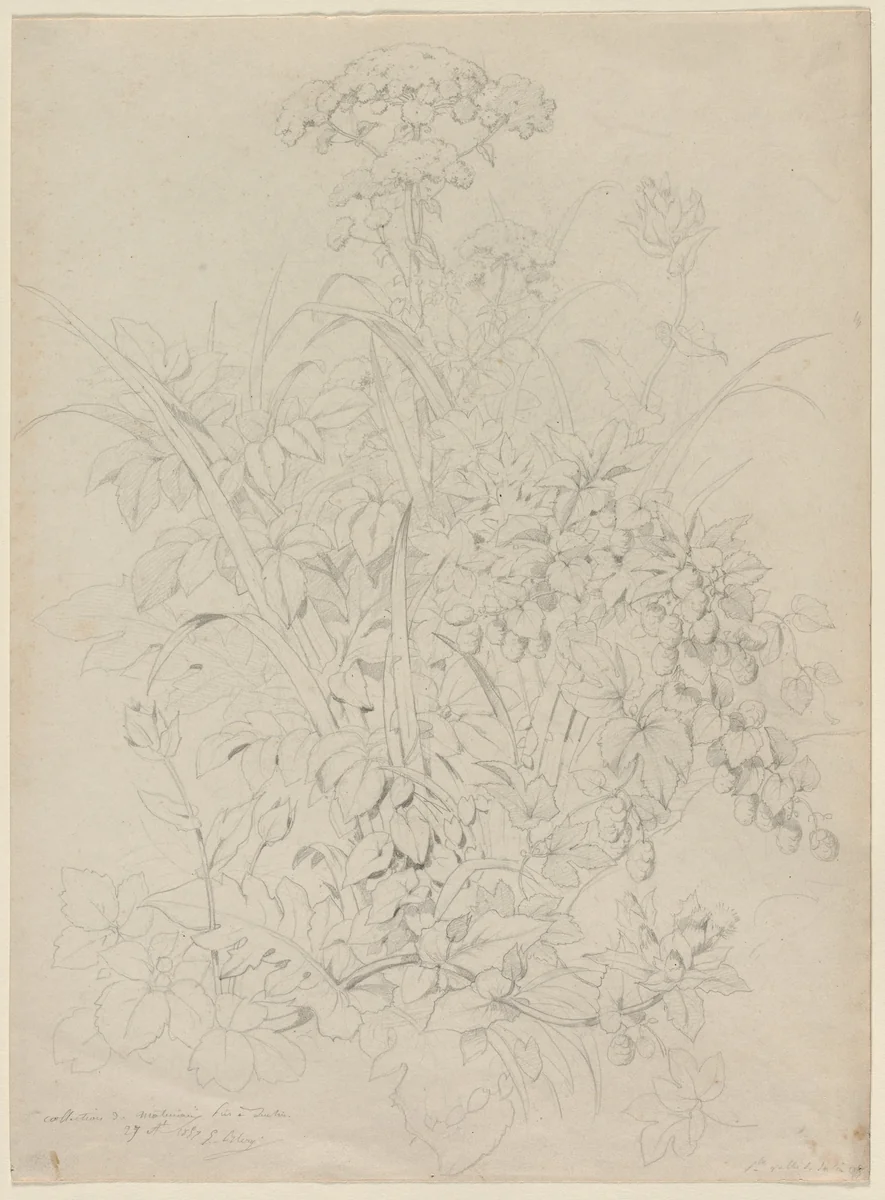 Plant Study by Eugene Bléry, drawing, 1857