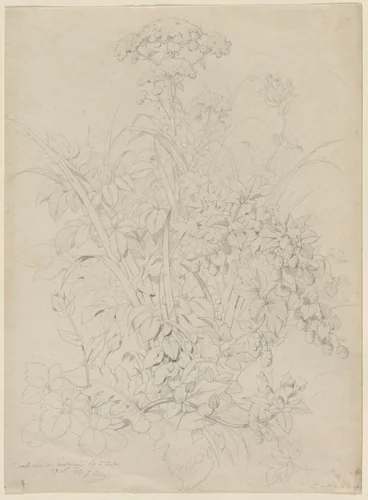 Plant Study by Eugene Bléry, drawing, 1857