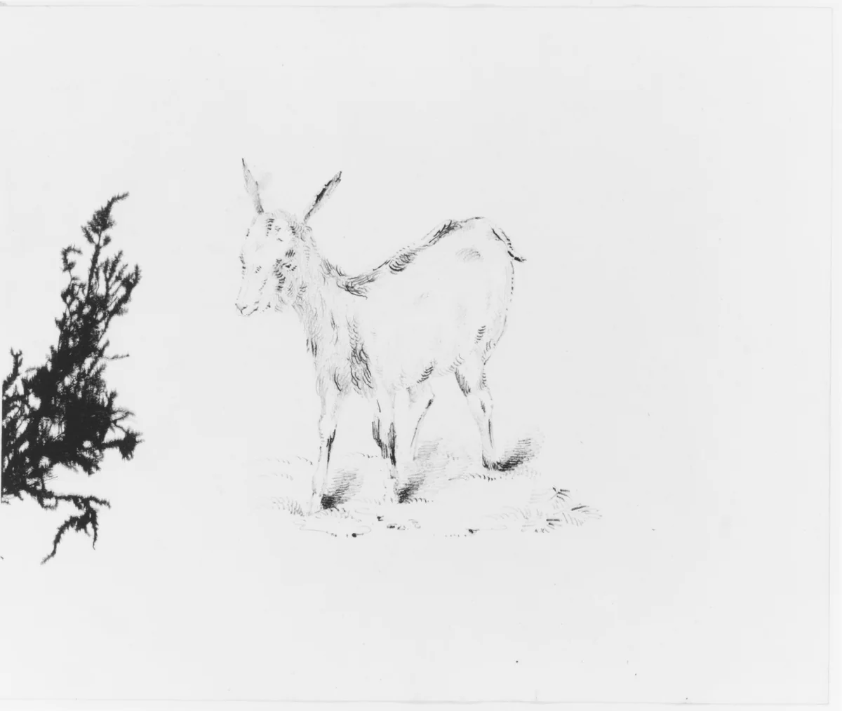 Goat (from Sketchbook) by John William Casilear, artwork, 1834-1838