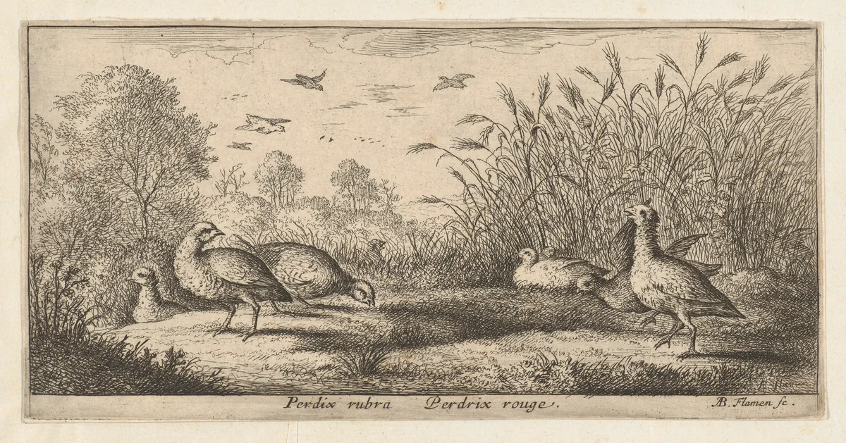 Perdix rubra, Perdix rouge (The Red-Legged Partridge), from "Livre d'Oyseaux" (Book of Birds) by Albert Flamen, print, 1650-1665