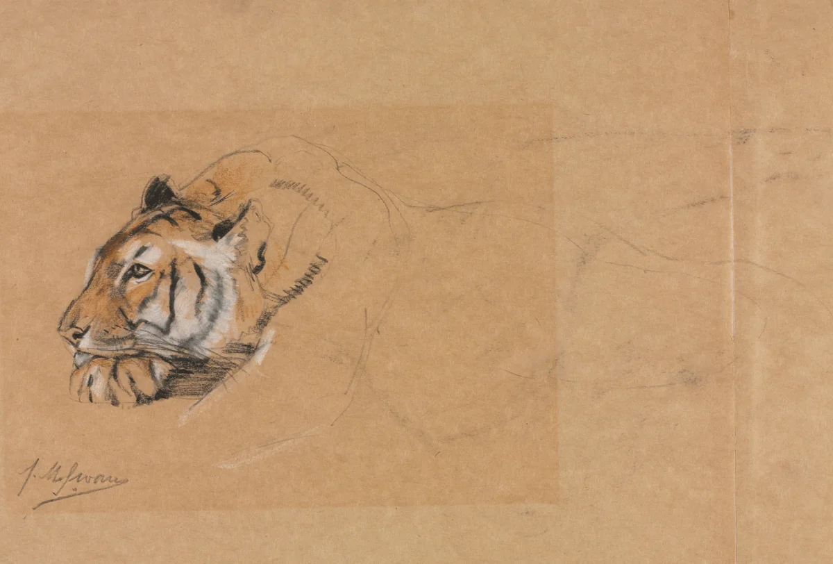 Tiger by John Macallan Swan, drawing, 1862-1910