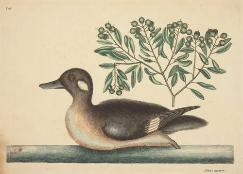 The Little Brown Duck (Anas rustica) by Mark Catesby, print, 1754