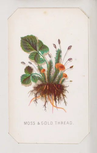 Moss & Gold Thread card from the Plant with Root series by Louis Prang & Co., print, 1862-1869