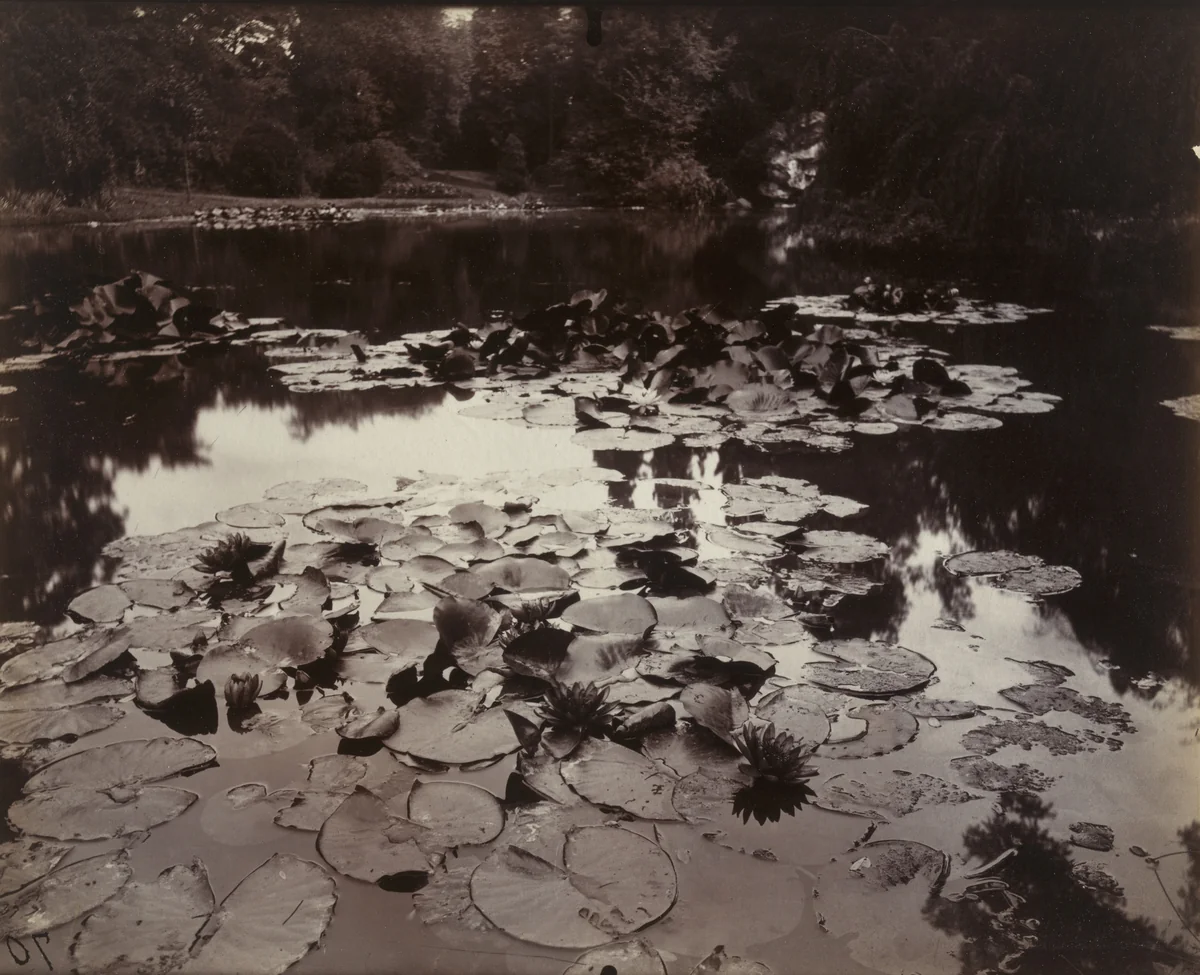 Nymphéa by Eugène Atget, photograph, 1910