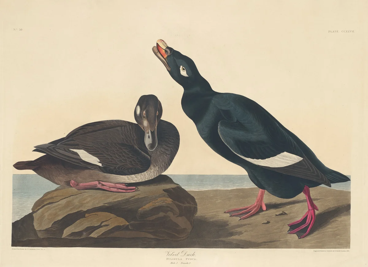 Velvet Duck by Robert Havell, Jr.; John James Audubon, print, 1835