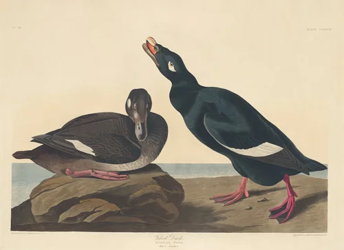 Velvet Duck by Robert Havell, Jr.; John James Audubon, print, 1835