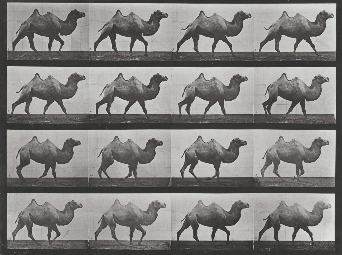 Plate Number 737. Bactrian camel walking by Eadweard Muybridge, photograph, 1887