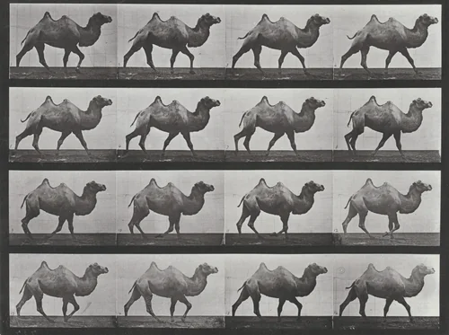 Plate Number 737. Bactrian camel walking by Eadweard Muybridge, photograph, 1887