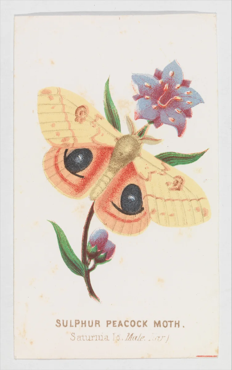 Sulfur Peacock Moth from "The Butterflies and Moths of America" Part 2 by Louis Prang & Co., print, 1862