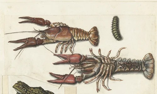 Twee langoustines en een rups by anonymous, drawing, 1560-1585