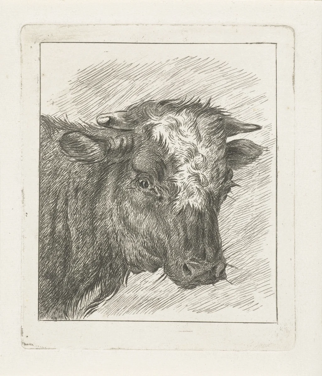 Kop van een koe met witte kol by Jacobus Cornelis Gaal, print, 1852