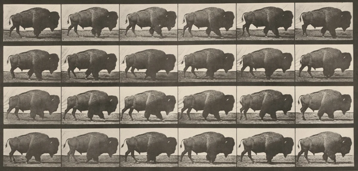 Plate Number 699. Buffalo walking by Eadweard Muybridge, photograph, 1887