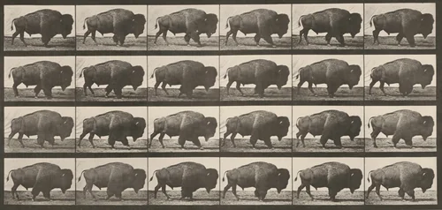 Plate Number 699. Buffalo walking by Eadweard Muybridge, photograph, 1887