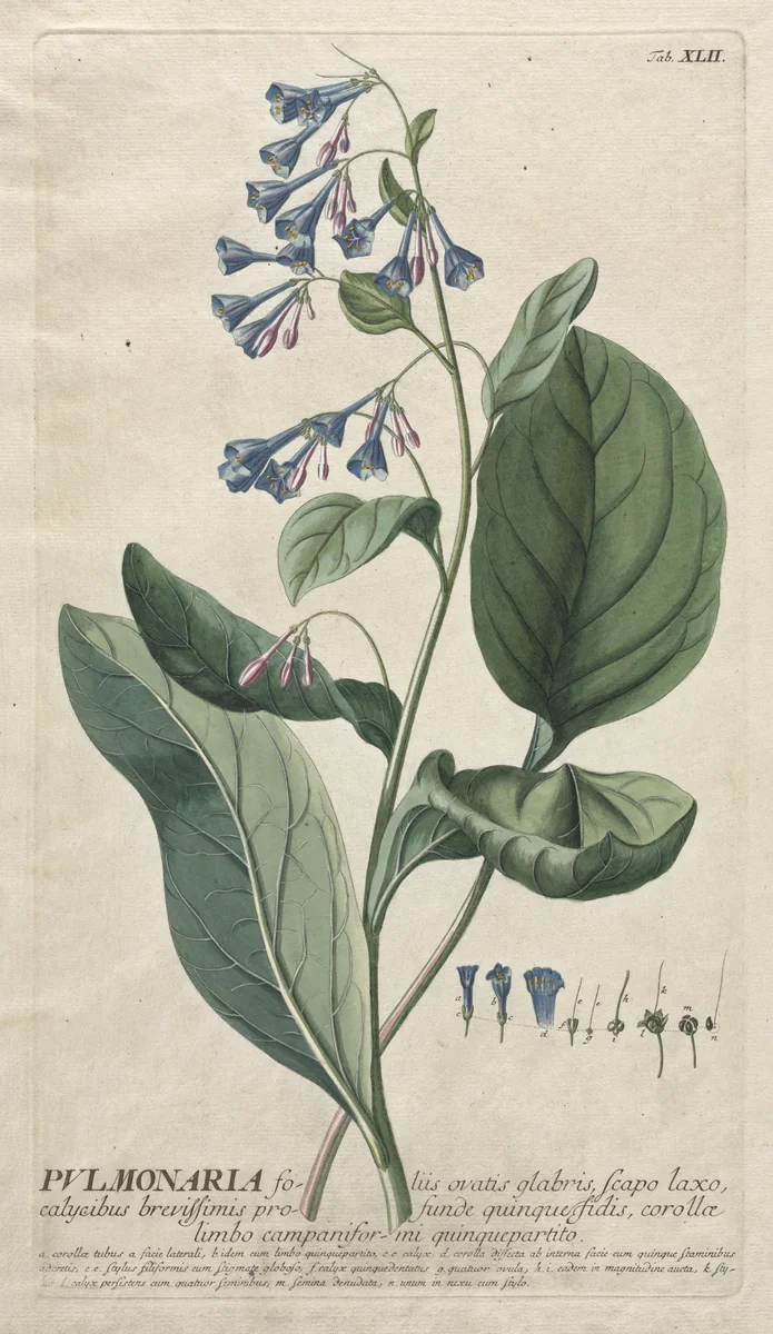 Plantae Selectae: No. 42 - Pulmonaria by Georg Dionysius Ehret, print, 1773