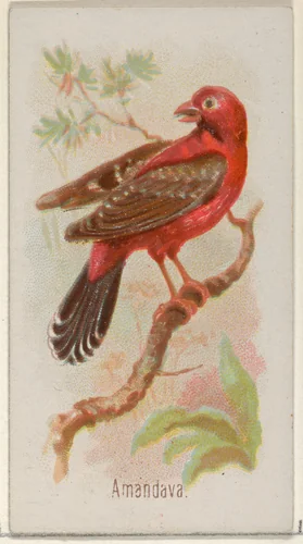 Amandava, from the Song Birds of the World series (N23) for Allen & Ginter Cigarettes by Allen & Ginter, print, 1890