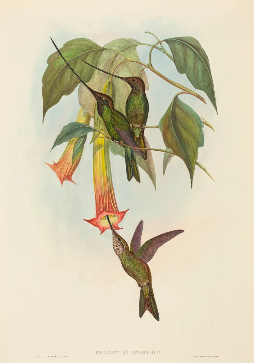 Docimastes ensiferus (Sword-billed Hummingbird) by John Gould, print, 1804-1881