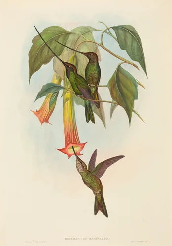 Docimastes ensiferus (Sword-billed Hummingbird) by John Gould, print, 1804-1881