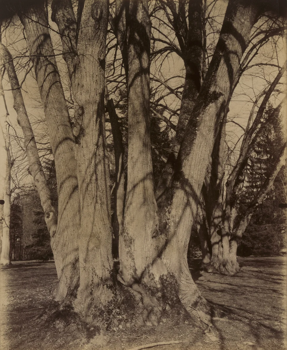 Tilleuls (Trianon) by Eugène Atget, photograph, 1910