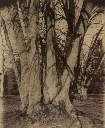 Tilleuls (Trianon) by Eugène Atget, photograph, 1910