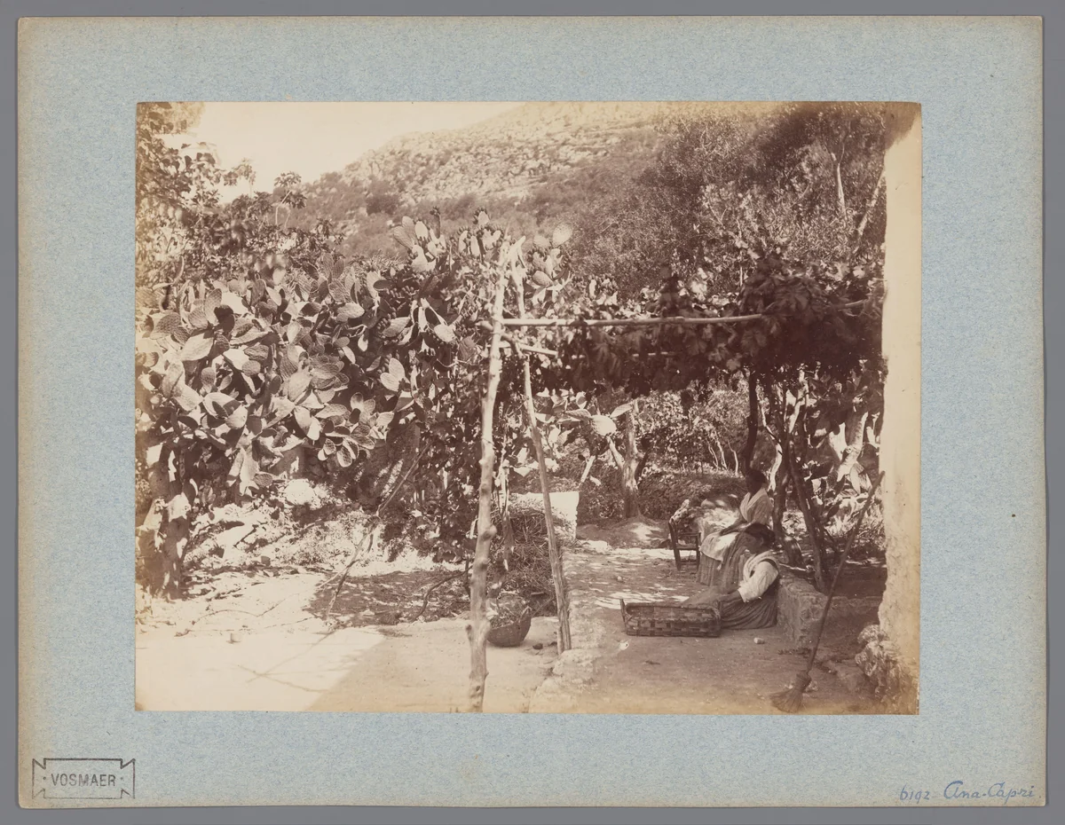 Cactussen te Anacapri by anonymous, photograph, 1851-1900