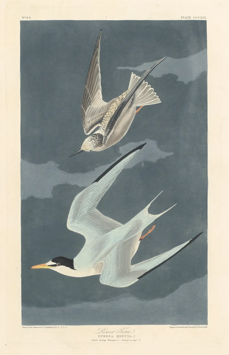 Lesser Tern by Robert Havell, Jr.; John James Audubon, print, 1836