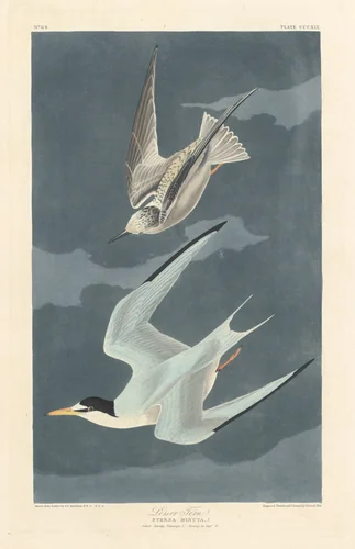 Lesser Tern by Robert Havell, Jr.; John James Audubon, print, 1836