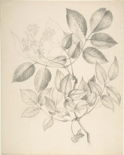 Leaves and Flowers by anonymous, drawing, 1800-1900