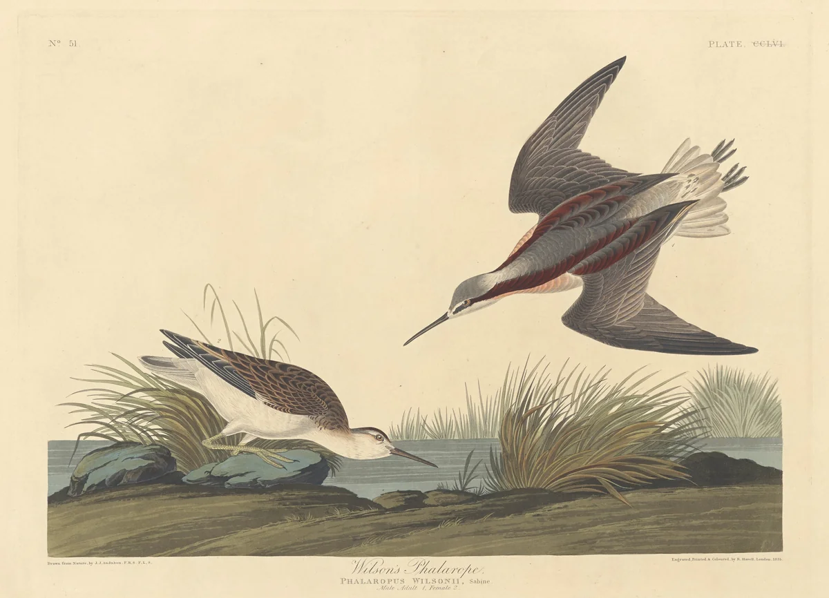 Wilson's Phalarope by Robert Havell, Jr.; John James Audubon, print, 1835