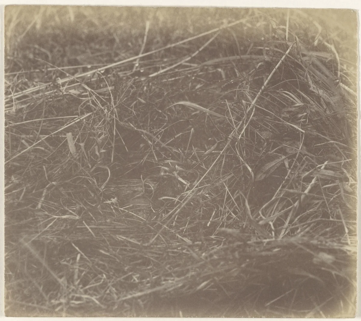 Vogel in het veld by Richard Tepe, photograph, 1900-1940
