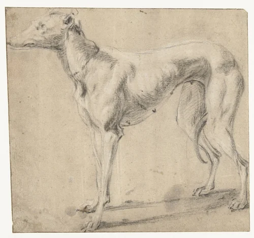 Een staande hond, van opzij gezien by Frans Snijders, drawing, 1589-1657