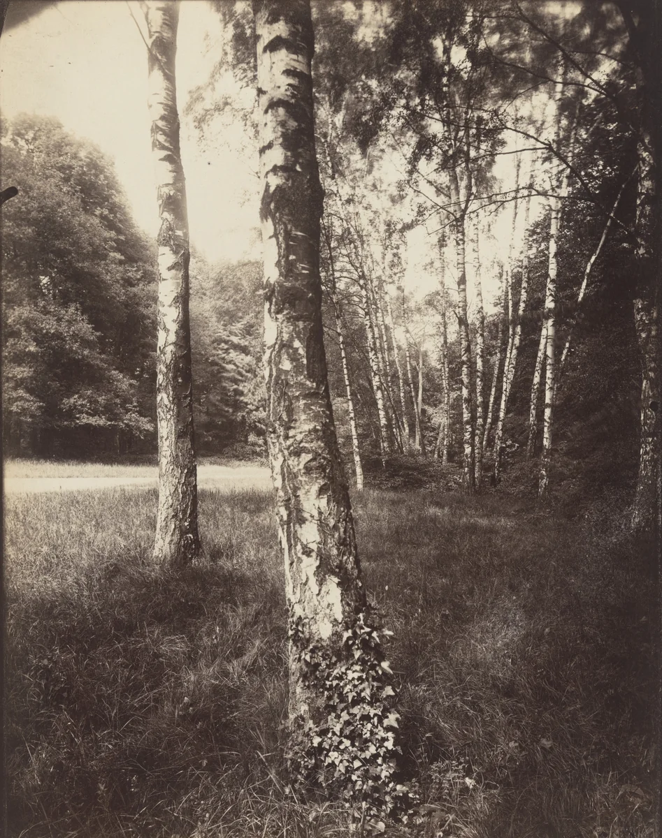Bouleau by Eugène Atget, photograph, 1919