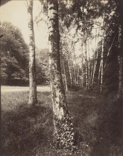 Bouleau by Eugène Atget, photograph, 1919