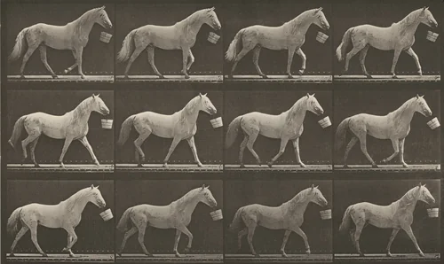 Plate Number 650. "Eagle" walking with a bucket in mouth by Eadweard Muybridge, photograph, 1887