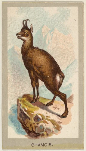 Chamois, from the Animals of the World series (T180), issued by Abdul Cigarettes by Abdul Cigarettes, print, 1881