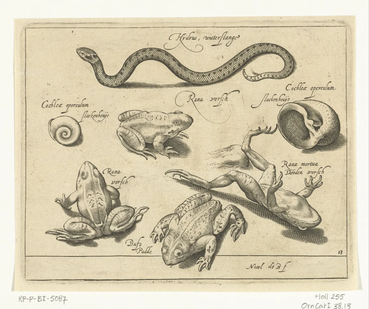 Waterslang, kikkers en padden by Unknown, print, 1581-1656