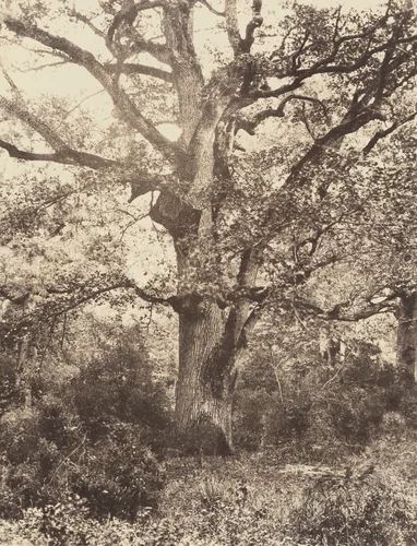 Près du Bodmer by Eugène Cuvelier, photograph, 1860-1869